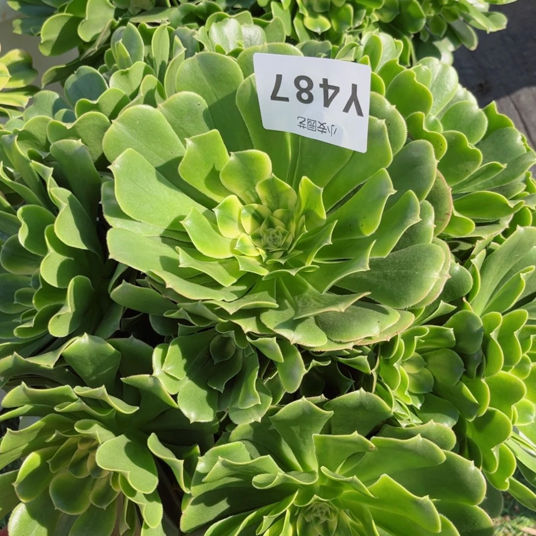 多肉植物发货实拍