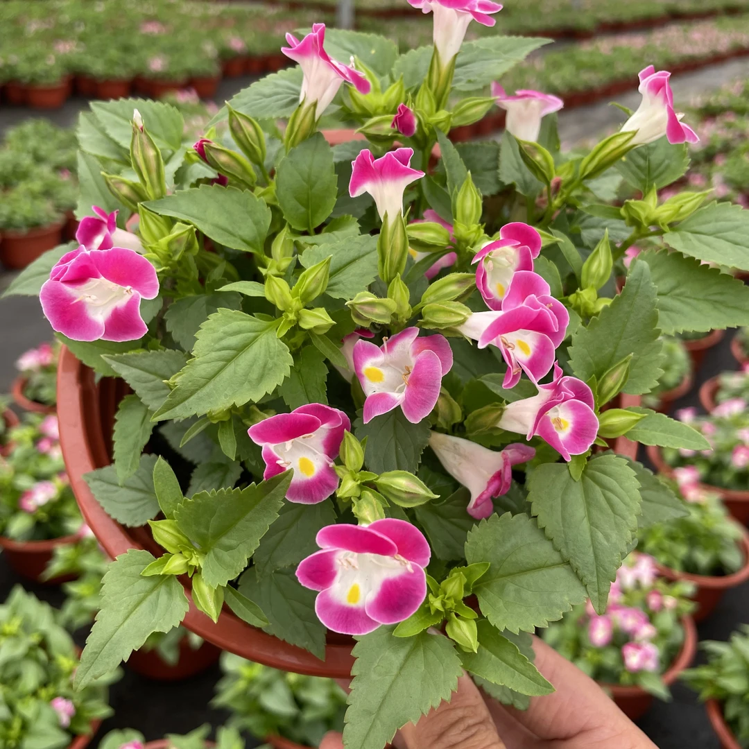 夏槿盆栽耐热花期长原盆发货