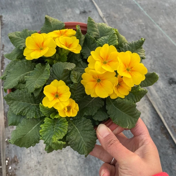 报春花盆栽植物耐寒花镜花卉