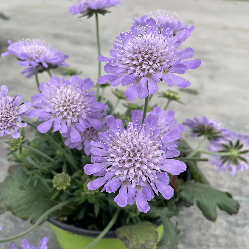 蓝盆花盆栽四季开阳台庭院原土原盆发货