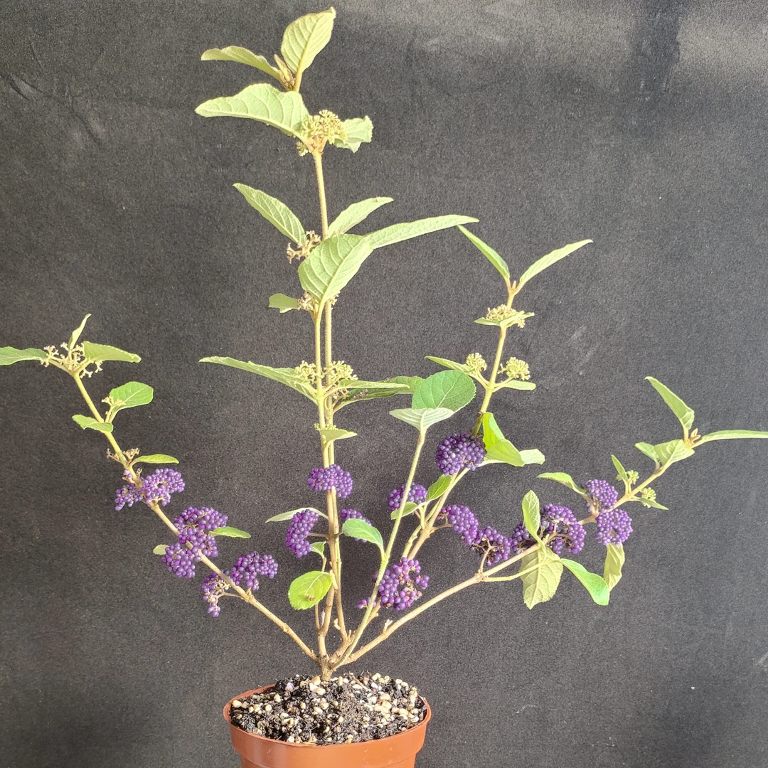 紫珠盆栽多年生花卉庭院阳台花苗耐热耐寒紫色观果观灌木植物