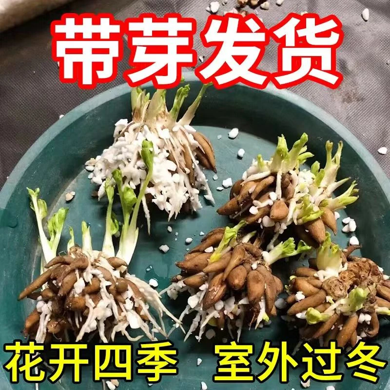 花毛茛种球重瓣芹叶洋牡丹花苗室内室外四季开花易活花卉盆栽种根