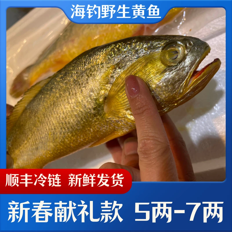 浙江东海海钓野生黄鱼 规格：5两-7两／条 两条装 冷链海岛直发