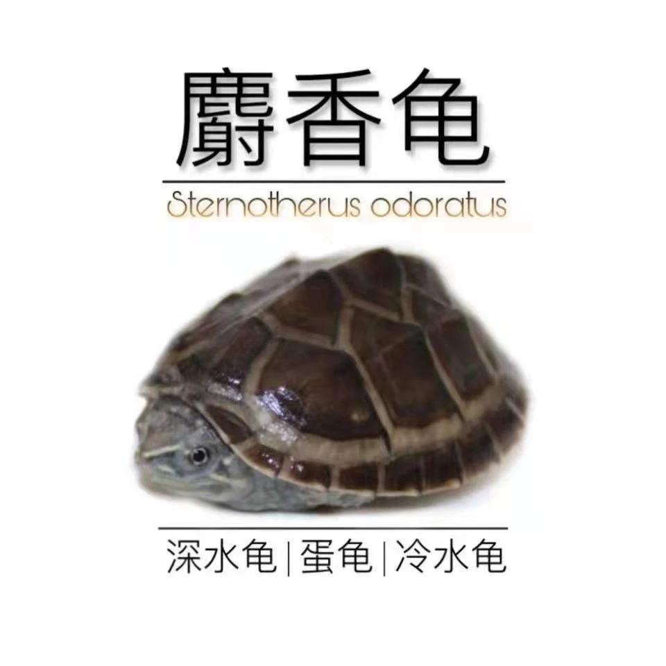 龟龟（直播间福利，补差价拍，多少价拍对应价位）（播间外勿拍）