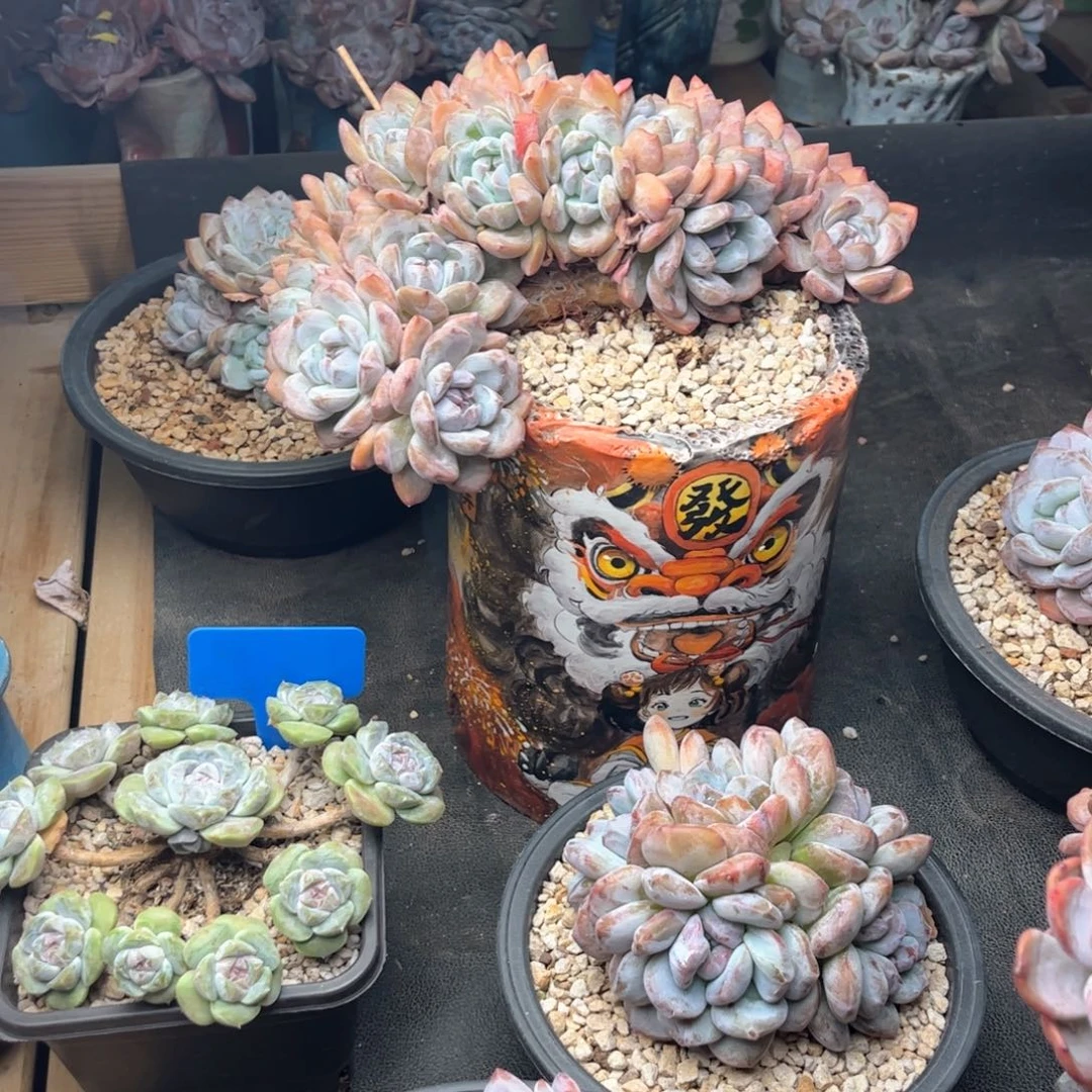 用****5用户8185蒙特多肉植物