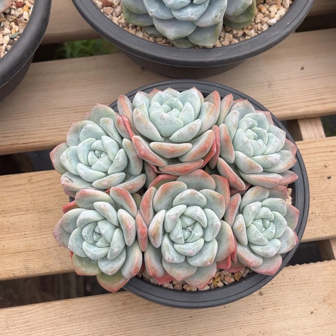 兔****✨兔冰玉多肉植物68