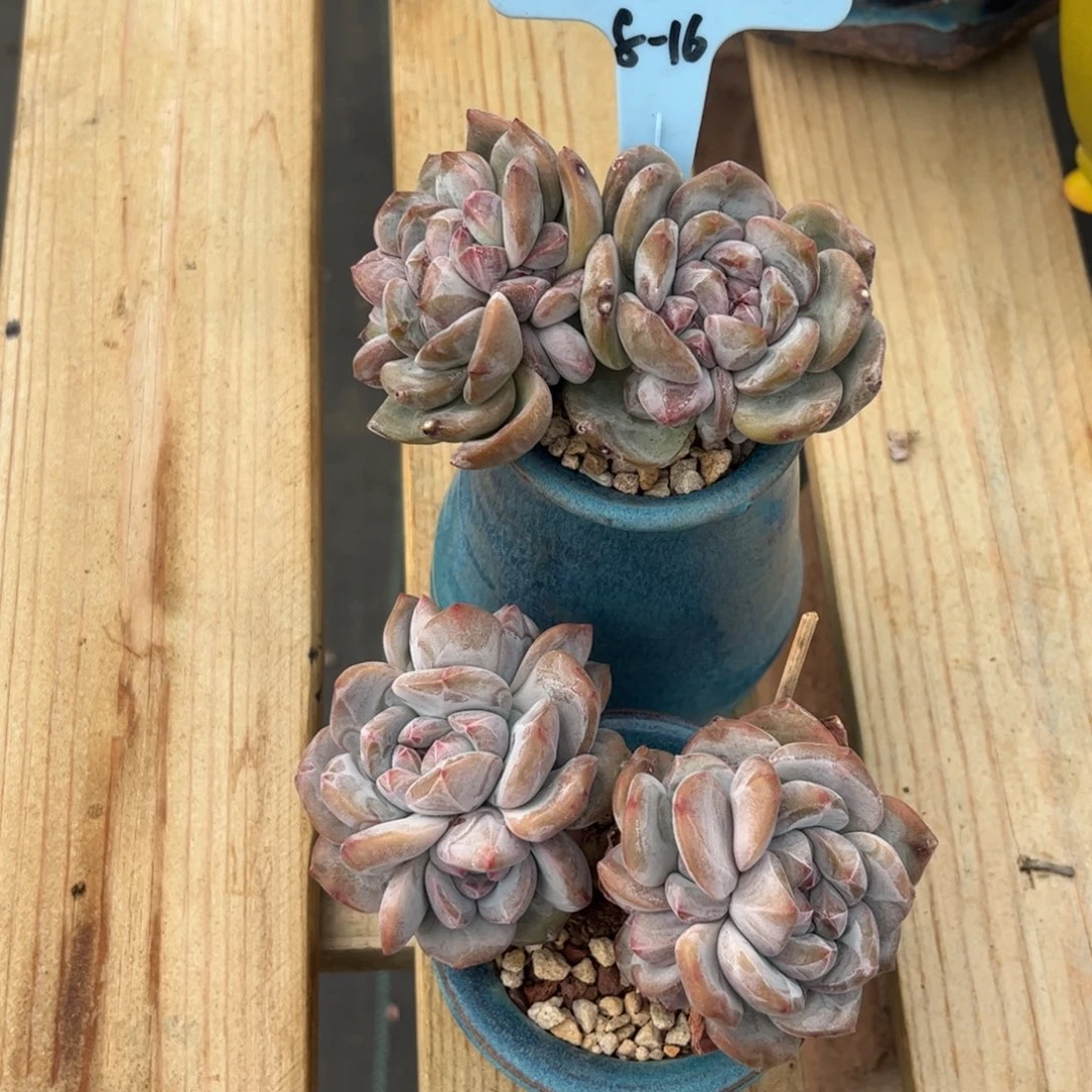 一月石榴籽星颖多肉