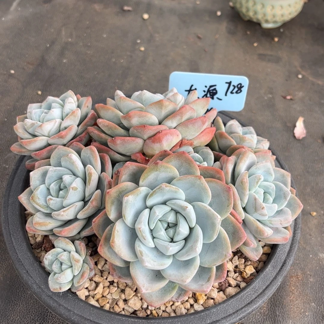 大原冰玉多肉植物