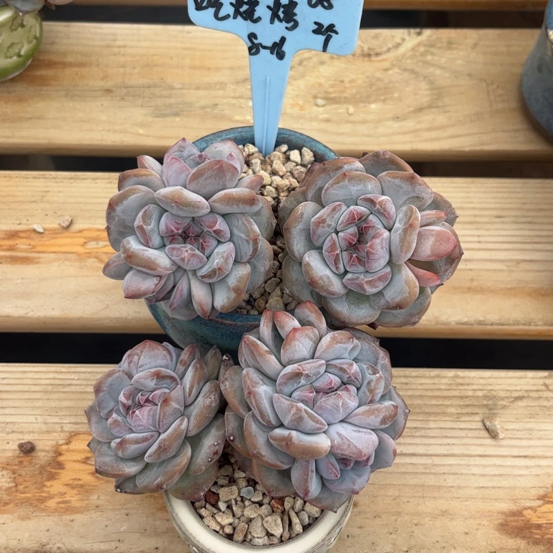 吃烧烤石榴籽星影
