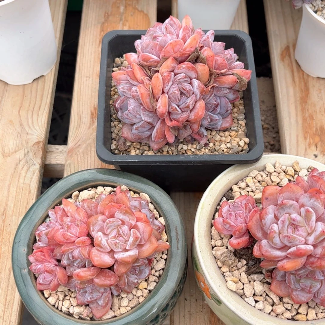 用****5用户蒙特雪天使多肉