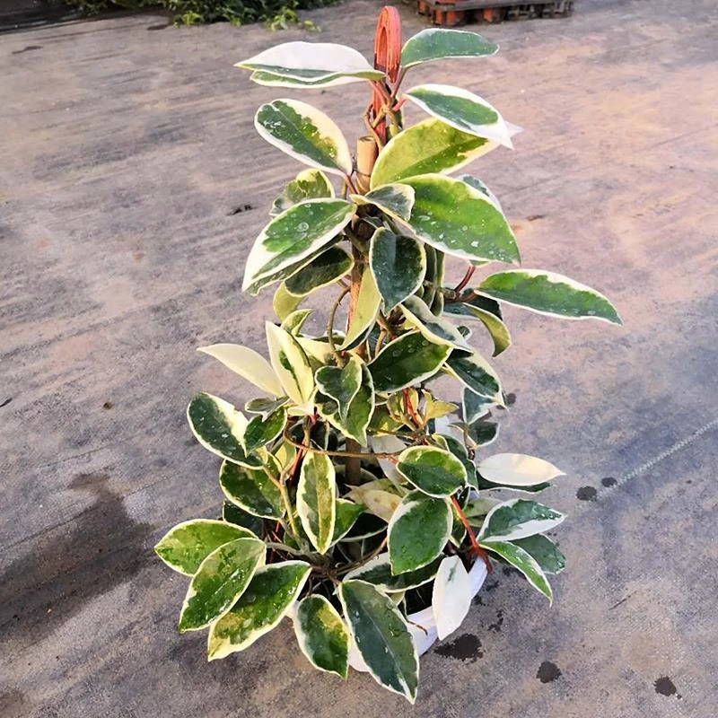 花叶球兰络石藤本植物整盆发货