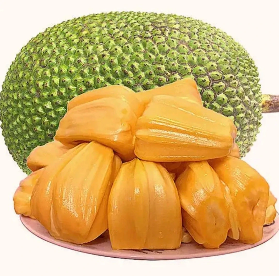(热带水果)越南老树红肉波罗蜜