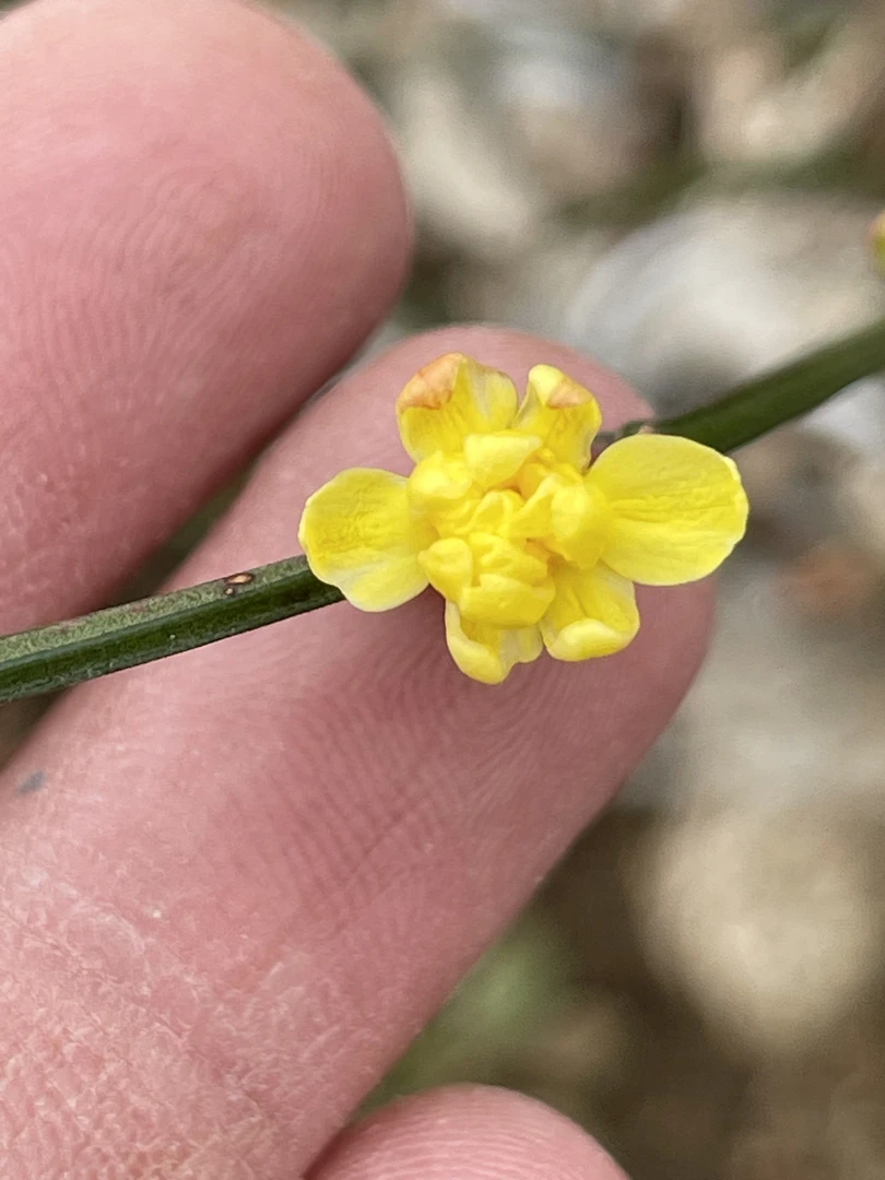金珠迎春花 三台变异品种 带花苗