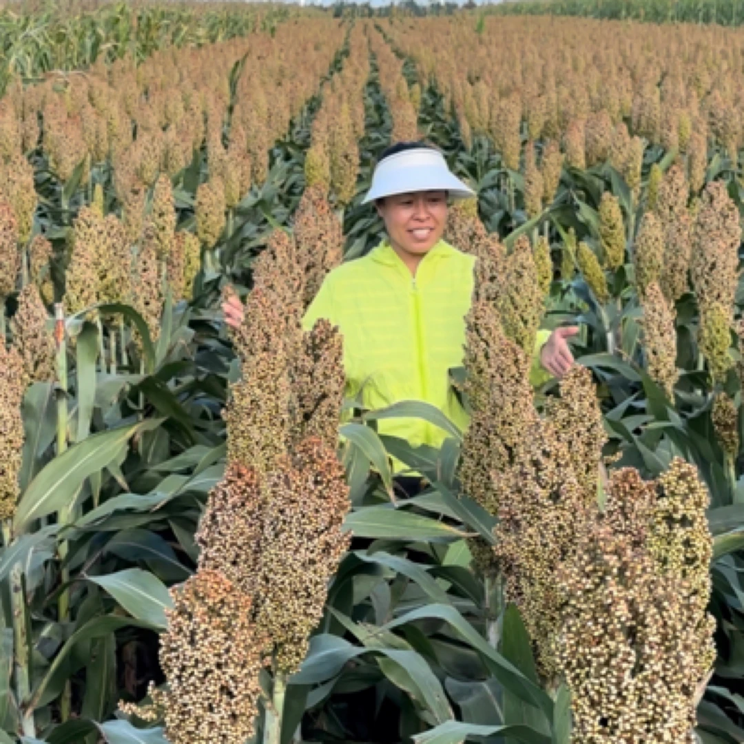 好吃酿酒糯高粱东糯杂2000（3斤）