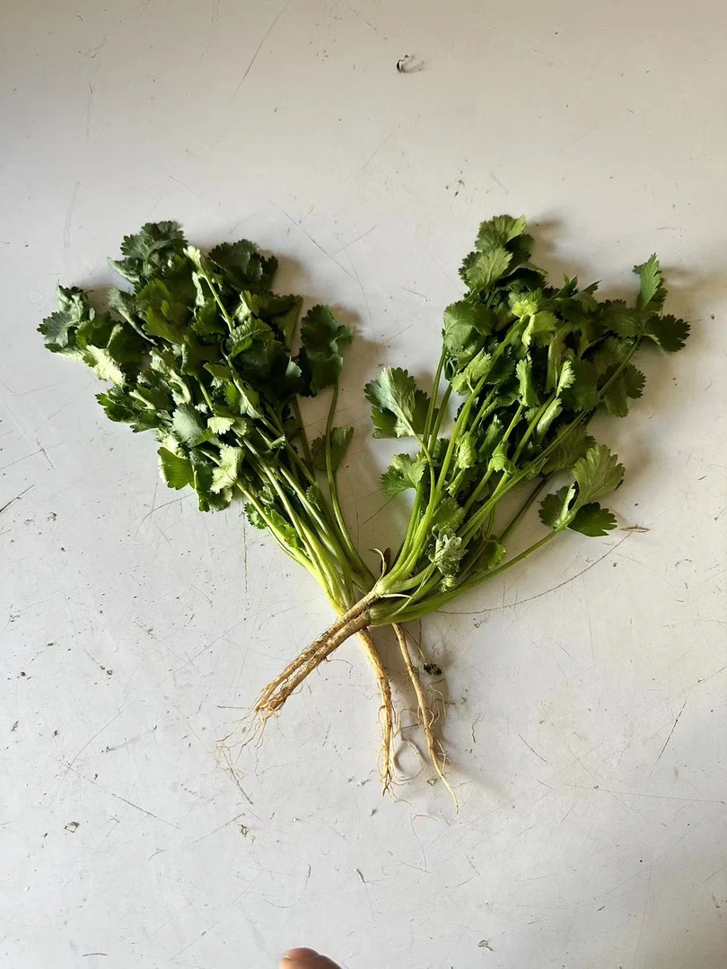 贵州农家本地香菜（1～5斤装）正宗露天自然生长吃法多样妈妈的味道