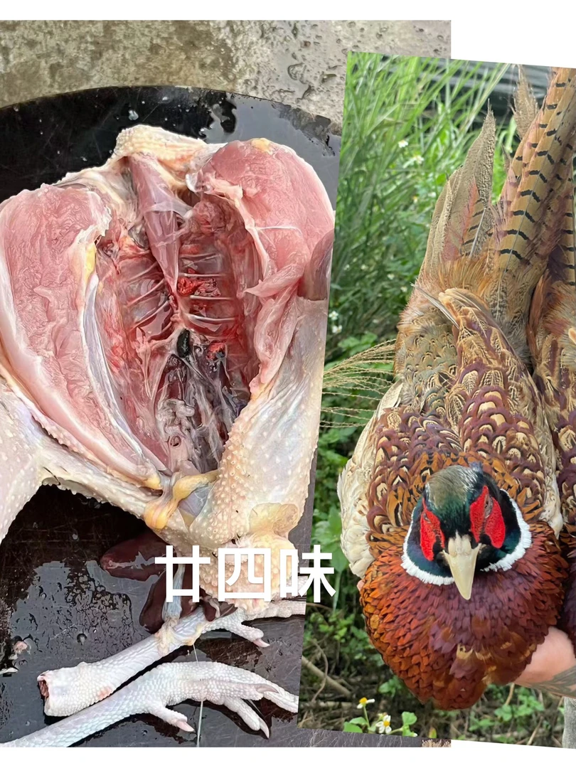 七彩山鸡 多规格顺丰（整鸡发货）