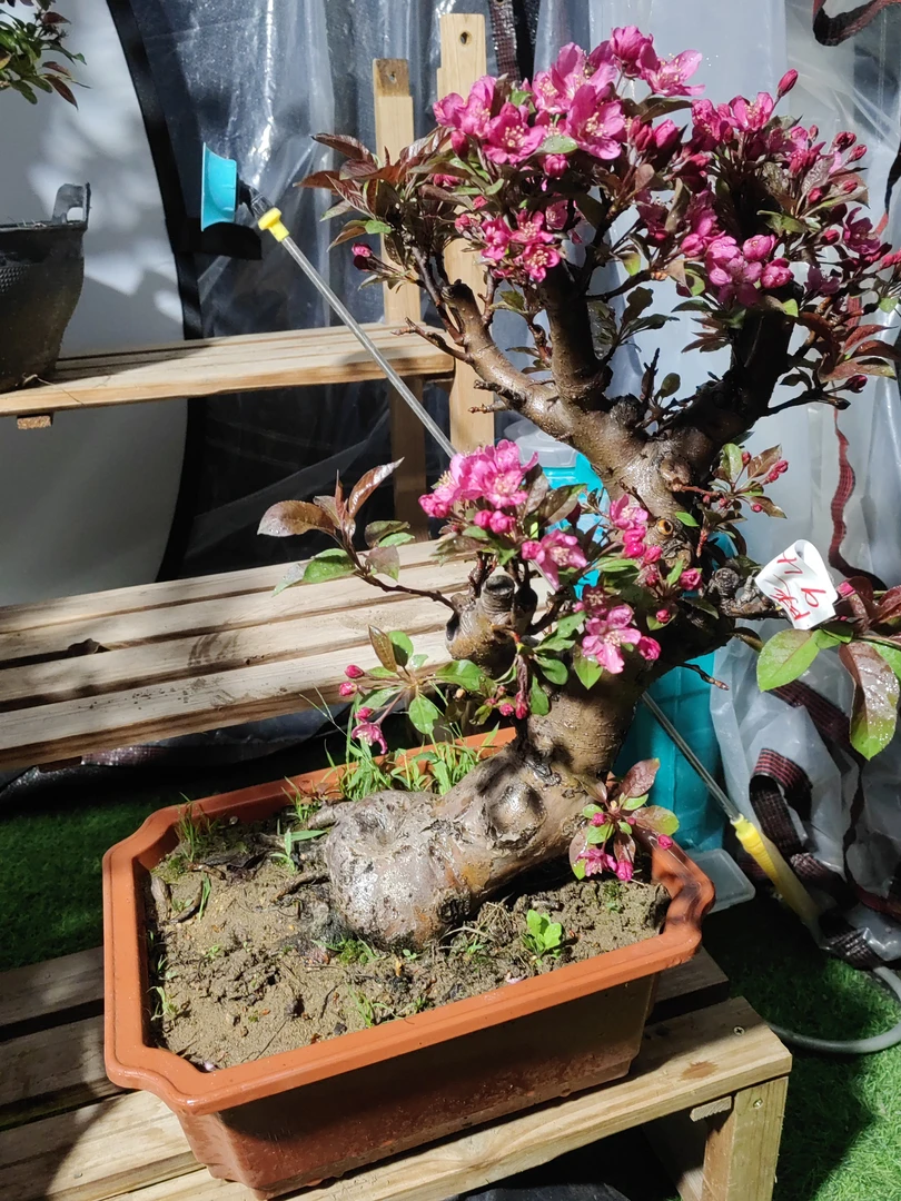 一物一拍石榴盆景苹果盆景海棠盆景自家苗圃