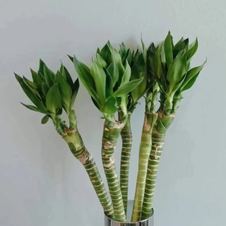 【龙竹】云南生活鲜花现采现发