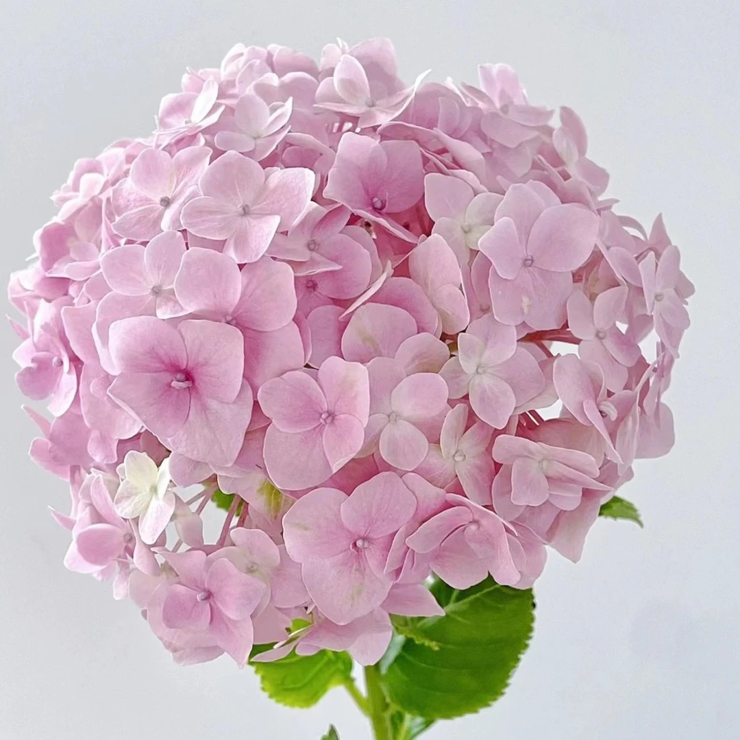 【绣球】云南生活鲜花