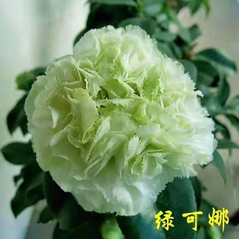 绿可娜茶花开花绿色阳台庭院养殖