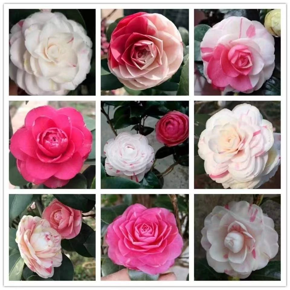 十八学士茶花 阳台客厅摆放 彩十八 粉十八