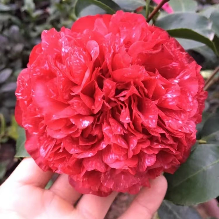 茶花稀有品种云斑大元帅