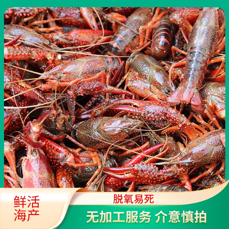 中号小龙虾/L