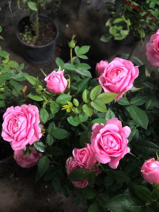 粉钻浓香玫瑰多花系列四季开