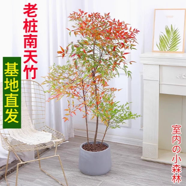 火焰南天竹盆栽大型老桩绿植盆景室内阳台庭院造景四季好养耐寒