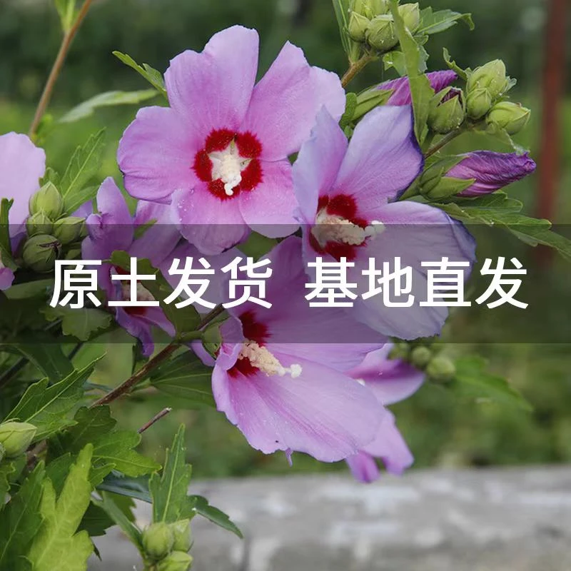 木槿花树苗盆栽大花四季庭院篱笆植物耐寒花卉别墅风景树