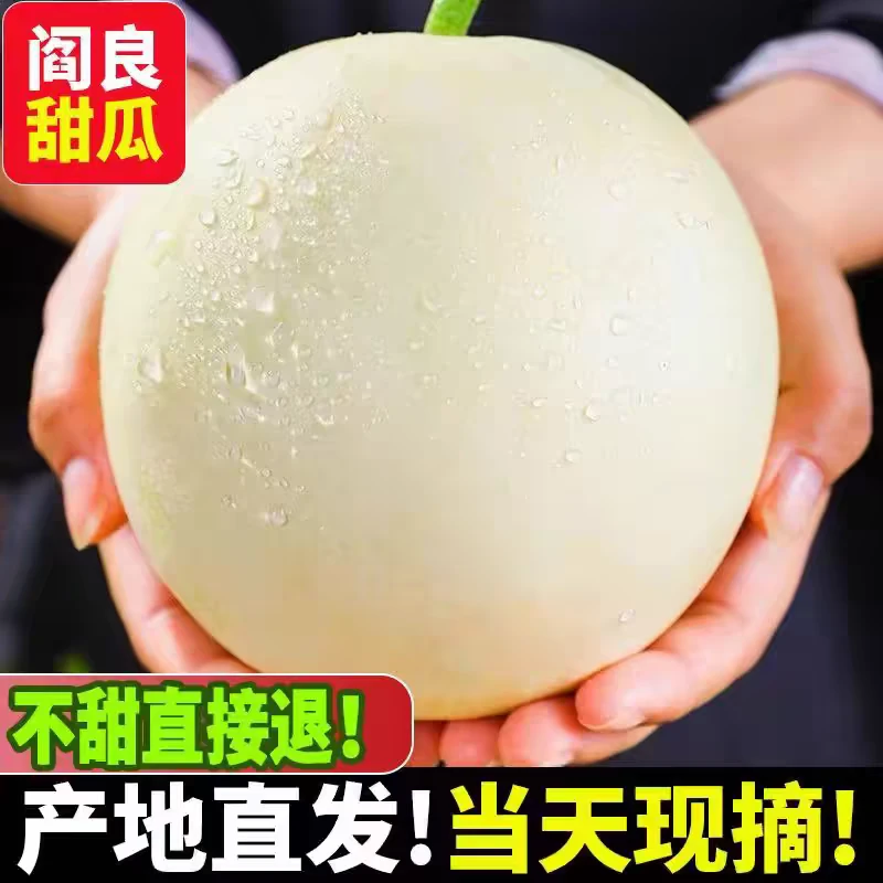 陕西【雪蜜甜瓜】软糯可口5-9斤装【坏果包赔】