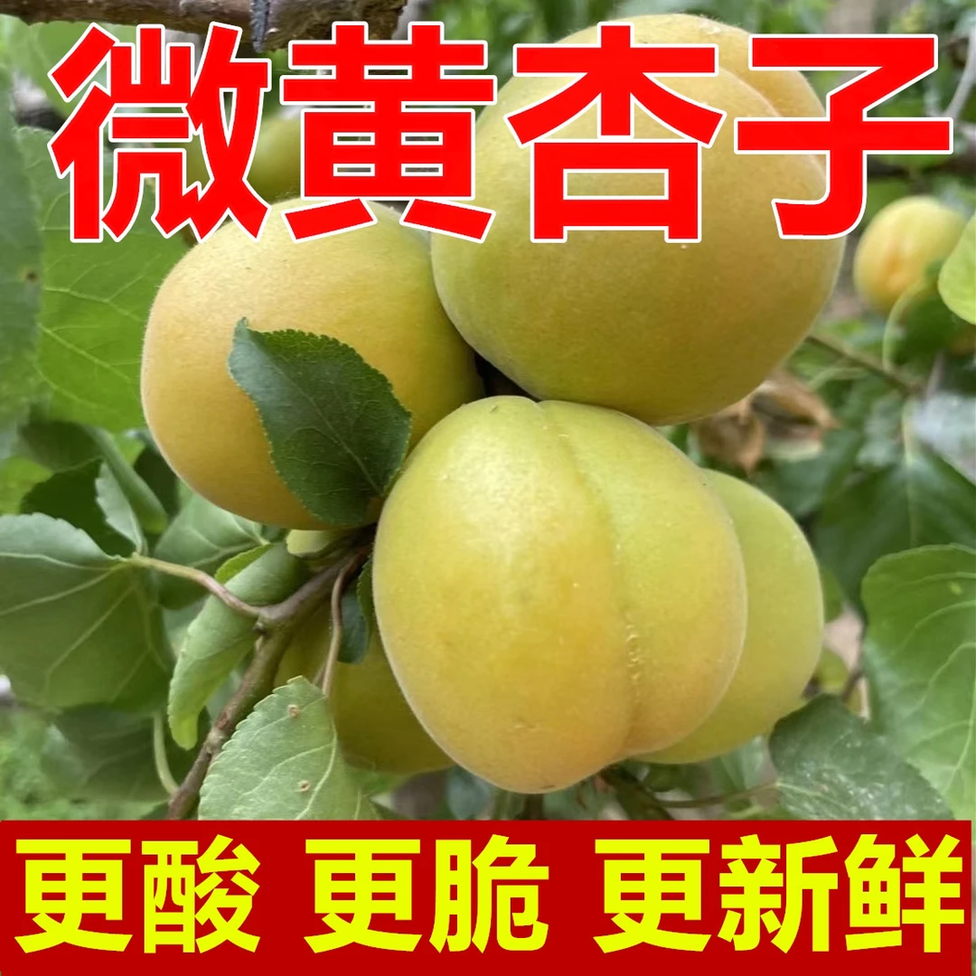 【怕酸勿拍】微黄杏子5斤新鲜应季孕妇酸水果杏子【酸脆爽口】
