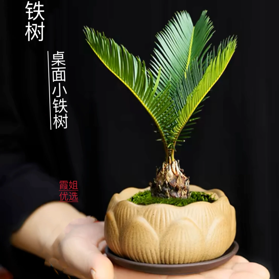 精致小铁树适合书桌摆放清新可爱小绿植懒人养护
