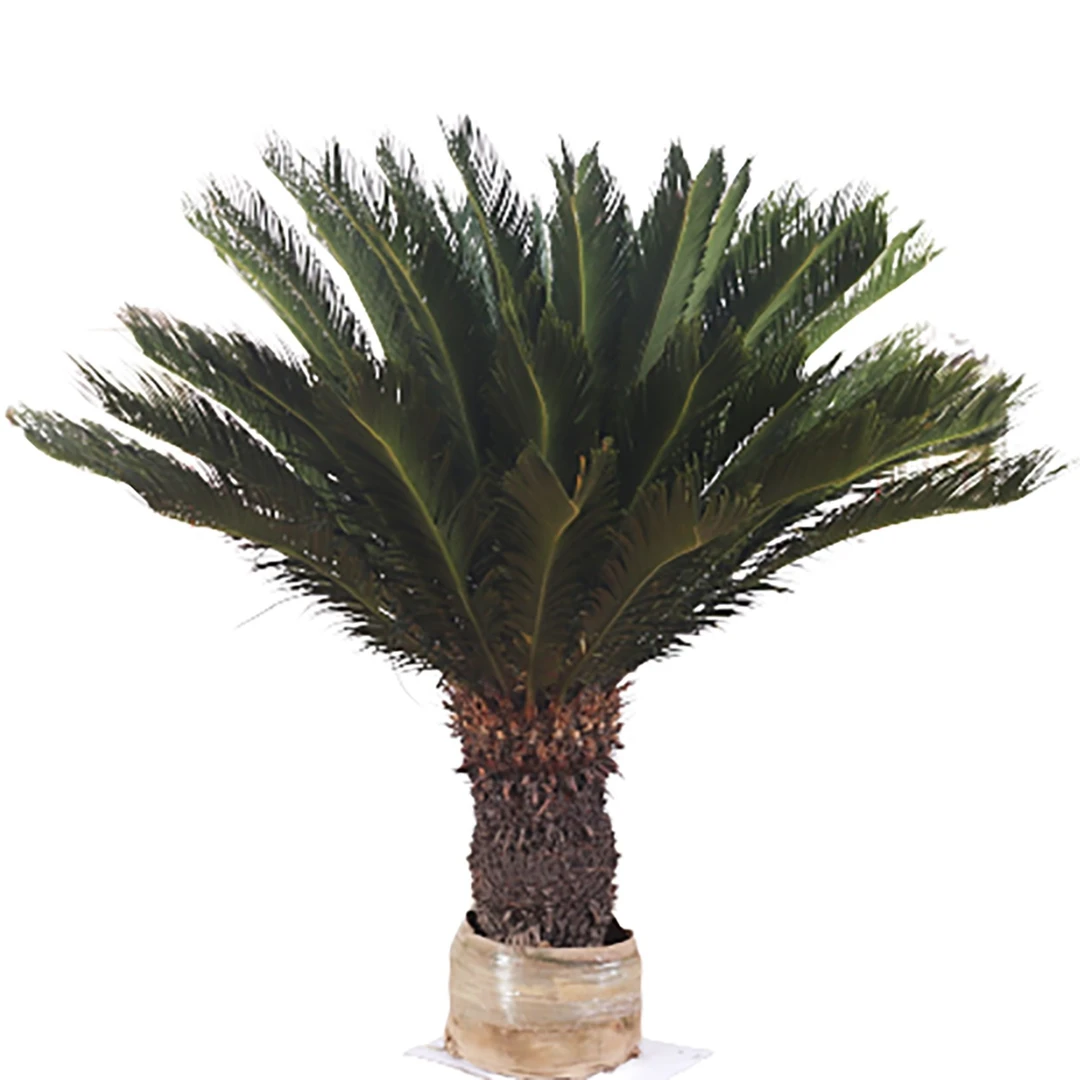 铁树盆景室内外种植四季常青造型季节开花适合养护栽培夏季春季