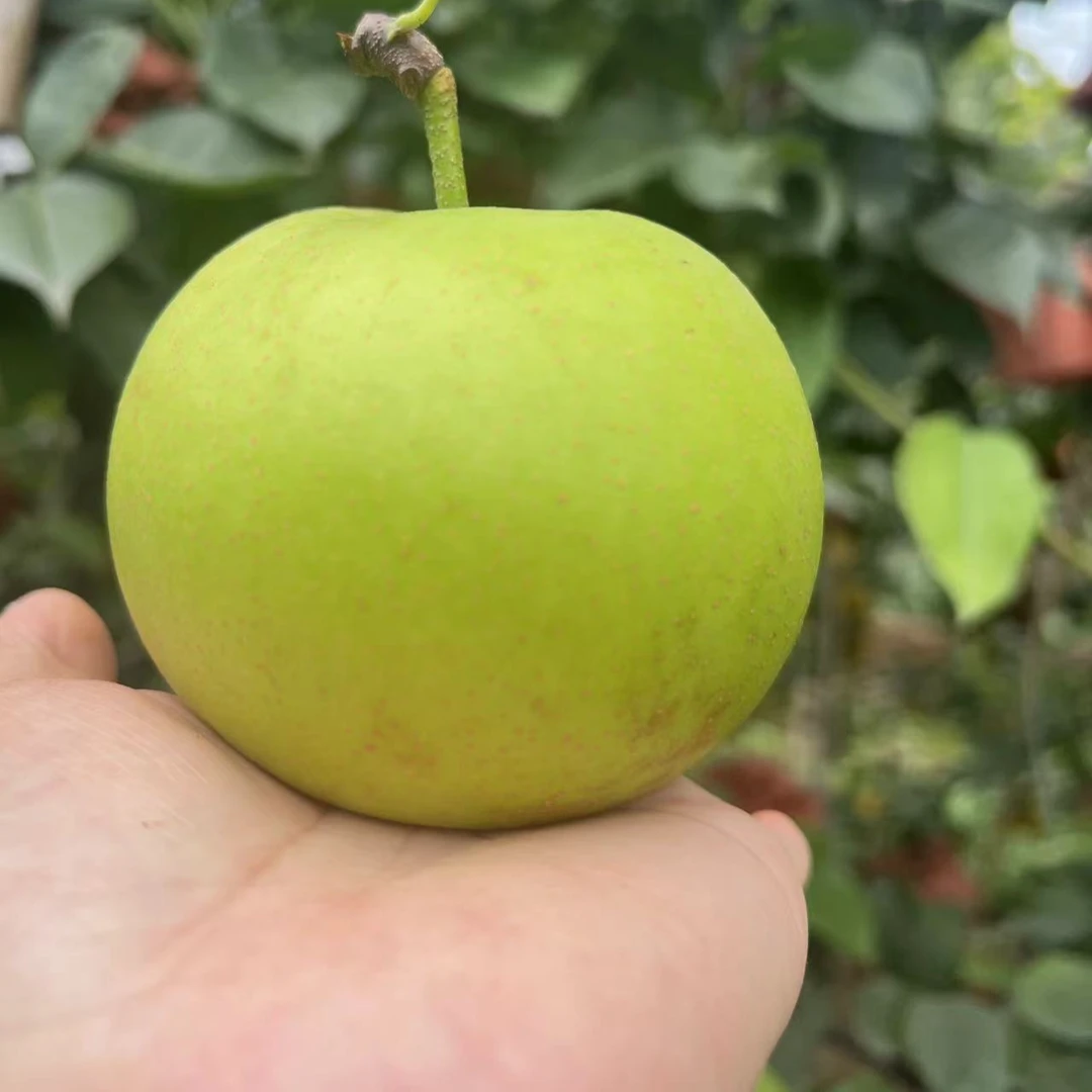 【整箱4.7-5.2斤 大果300g】梨子上市新鲜翠冠皇冠梨青皮青脆甜大果