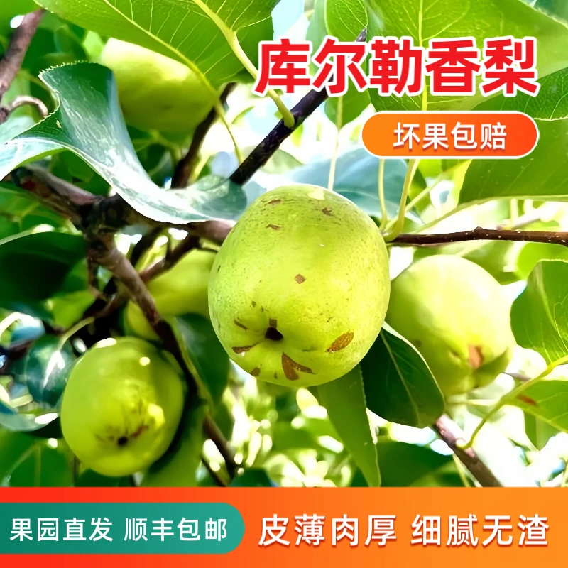 【花斑梨】库尔勒香梨2斤装皮薄肉厚产地包邮香甜多汁应季水果香梨