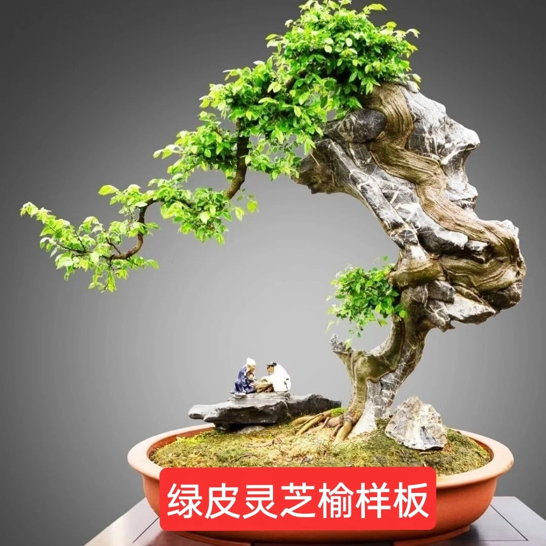 绿皮福建霞浦灵芝榆叶片越养越绿杯苗带土发开槽附石盆景专用小苗
