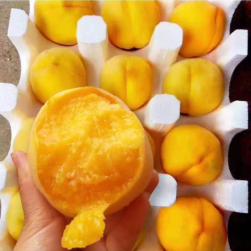 主播自家金凤黄桃毛桃水蜜桃现采现摘脆甜多汁粉丝福利