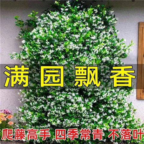 风车茉莉爬藤植物络石藤大苗室外花卉盆栽庭院阳台四季开花藤蔓花