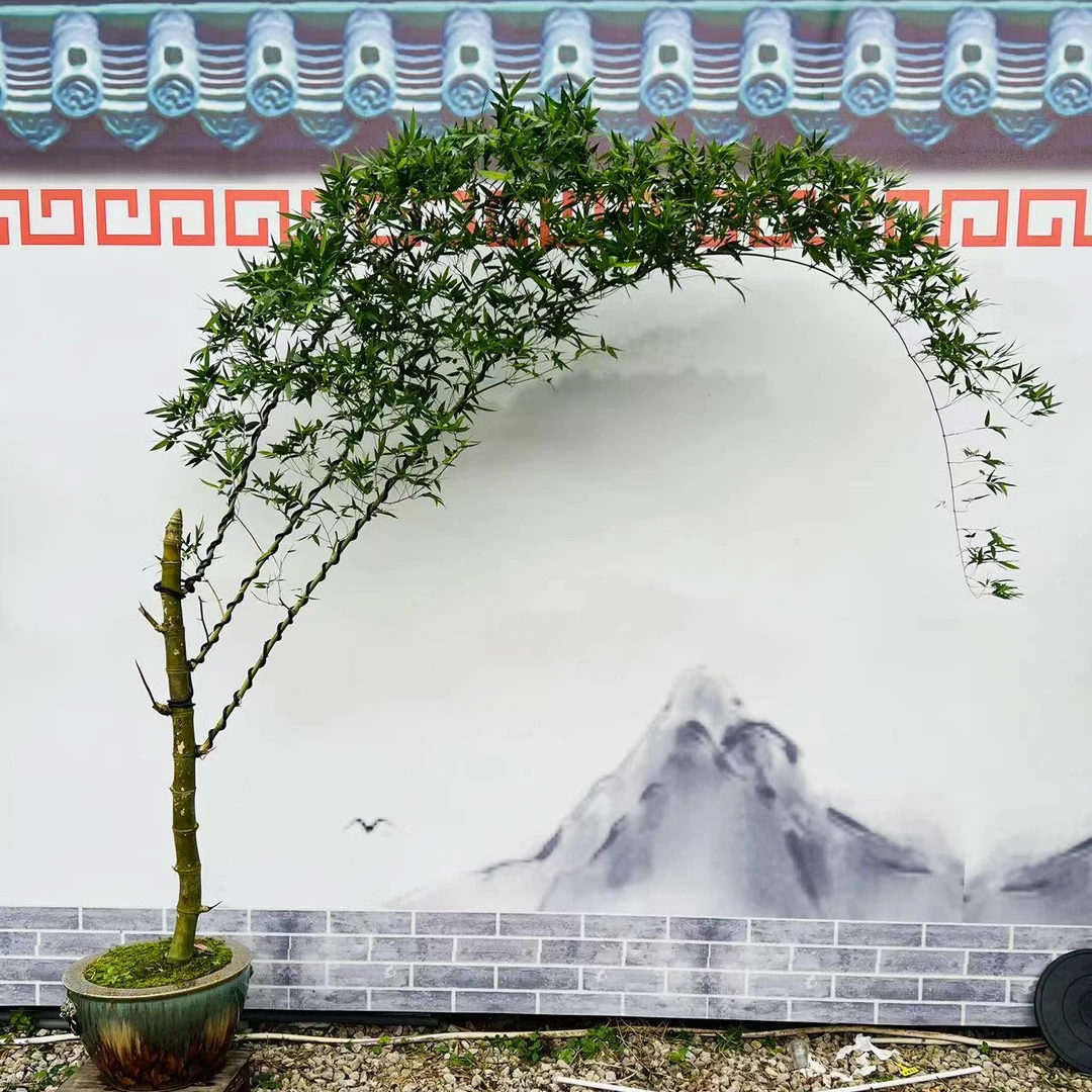 (江夏)小叶簕竹意境盆景
