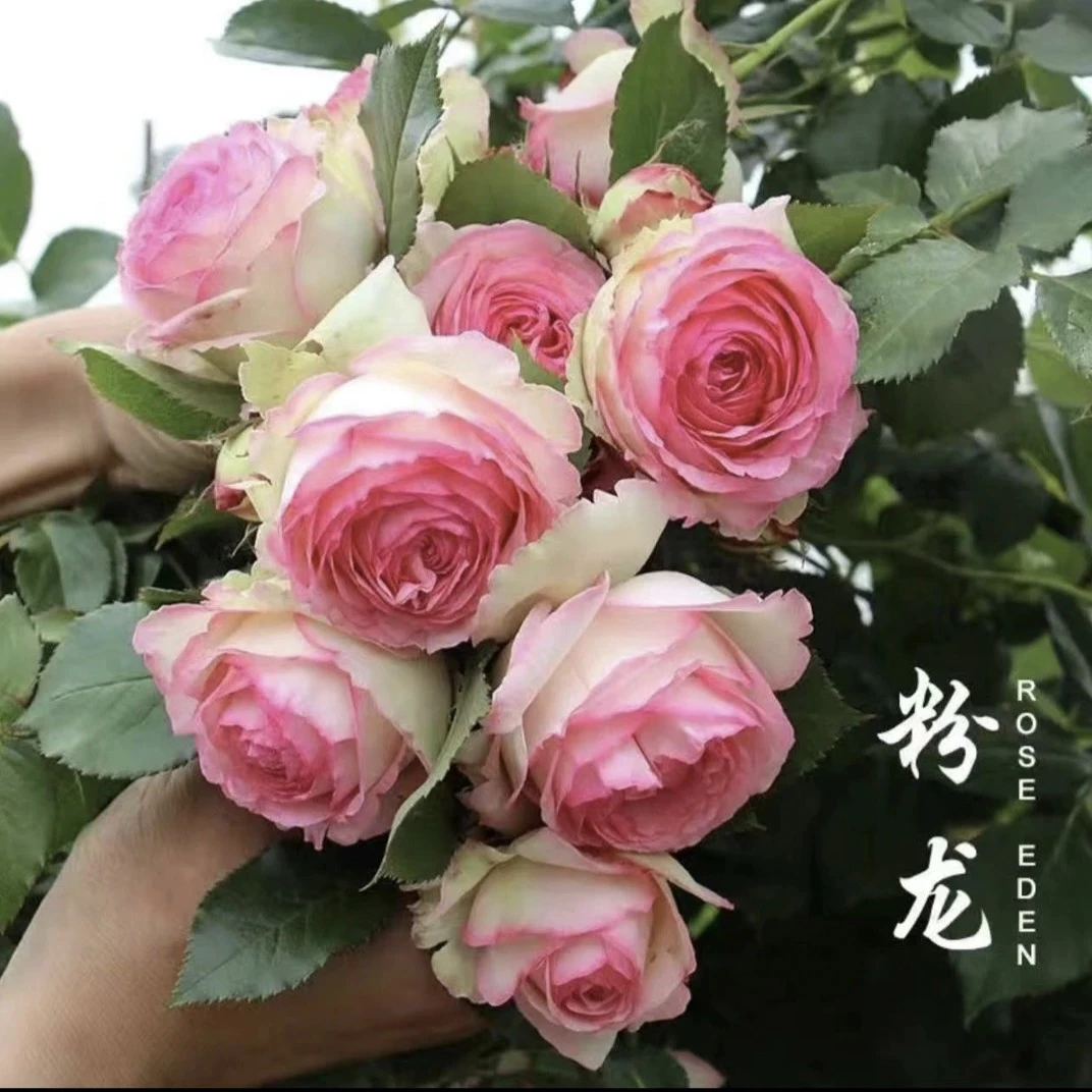 一物一拍嫁接粉色龙沙宝石
