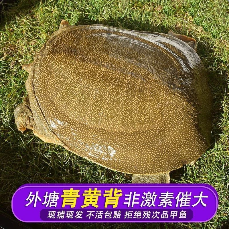 【2只装】外塘青黄背散养甲鱼老鳖单只2斤以上公母随机顺丰包活到家