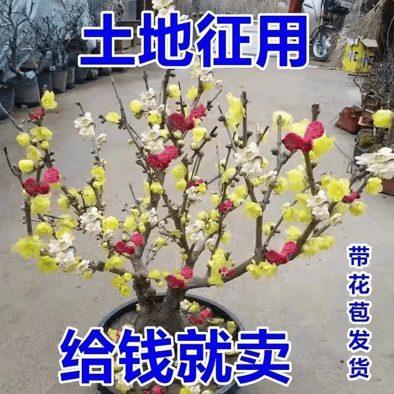 【带花芽】腊梅梅花盆栽地栽老桩浓香型耐寒植物冬天开花庭院花卉