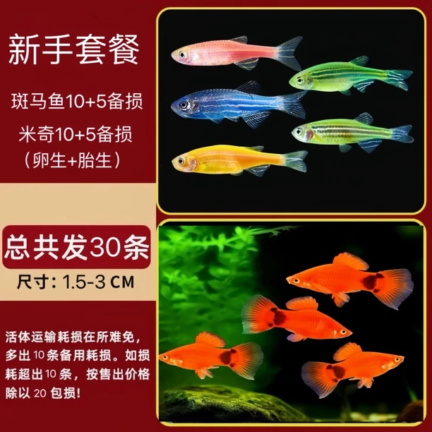【鱼鱼馆】新手练手套餐新手耐养耐活卵生胎生鱼活体热带淡水鱼
