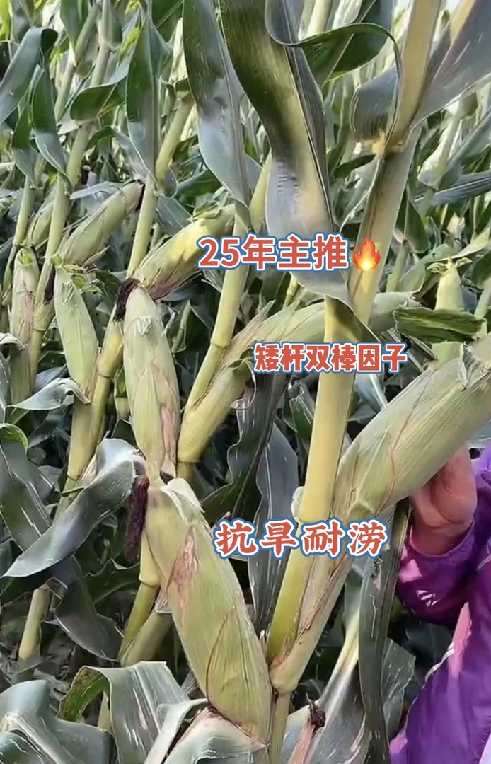 绿植大棒玉米新种（晶）