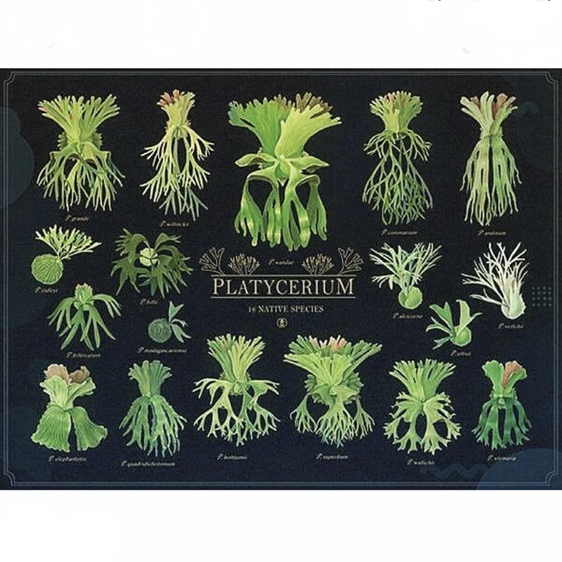 持续造氧直播1号链接 一物一拍植物（喜欢请在此链接拍对应价格）