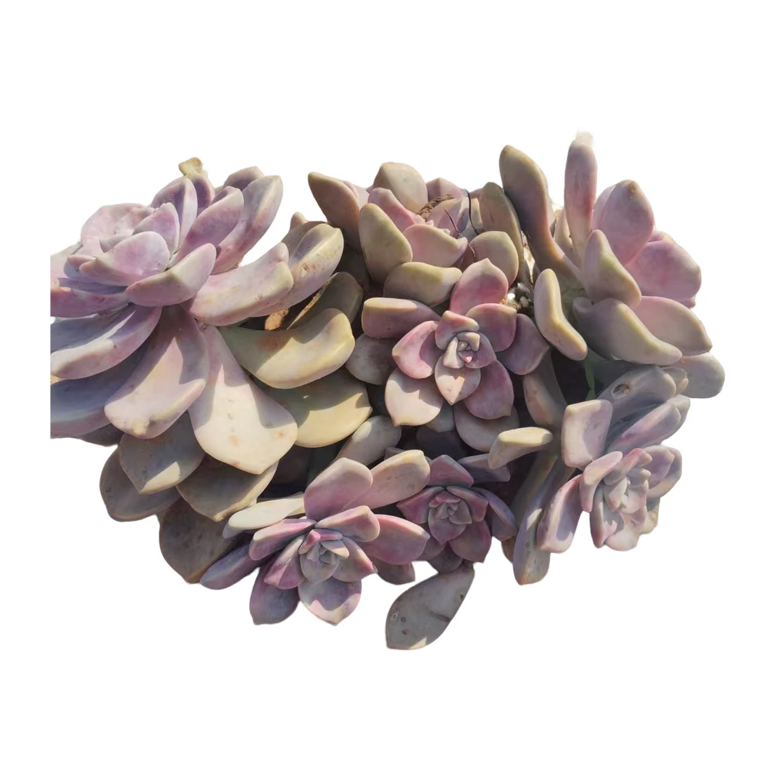 地栽紫乐20公分 好看好养 云南昆明发货 精品多肉绿植