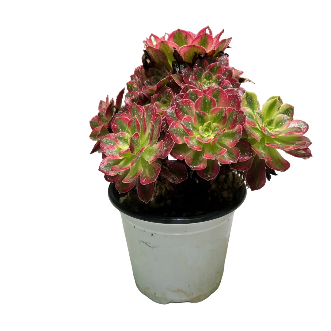 精控法师粉女郎  好看好养  室内带土上盆种植小苗具体换土散光