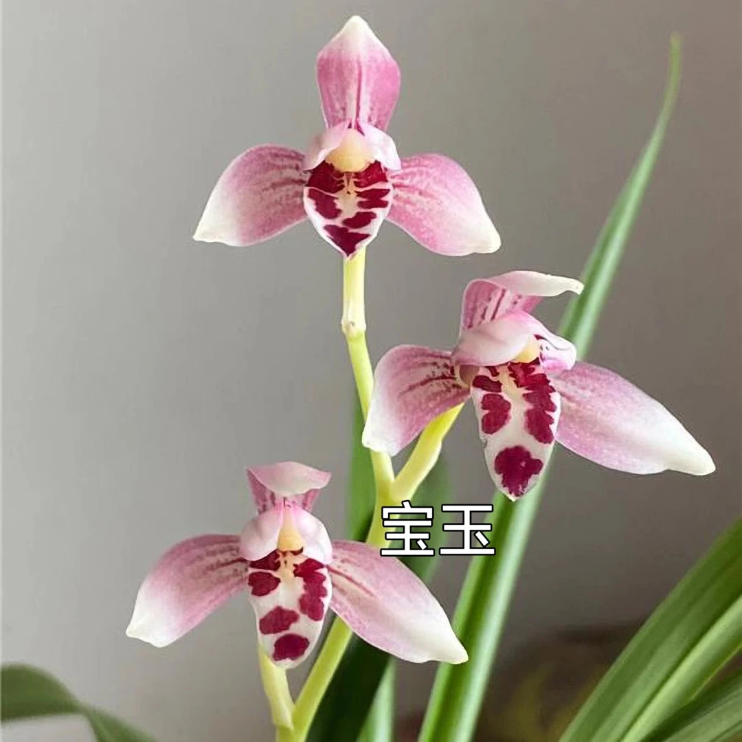一物一拍 专用链接 四季兰（墨兰）精品