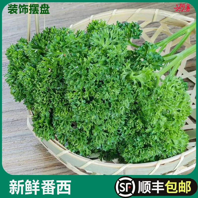 新鲜番西法国香芹荷兰欧芹西洋芹西餐厅摆盘装饰用品新鲜蕃西蔬菜